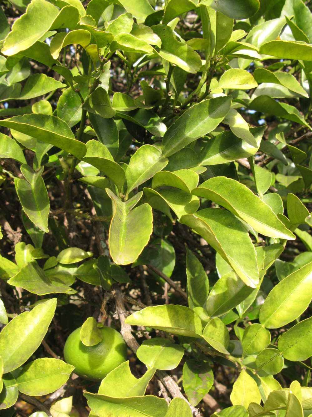            Sun leaves (Winter Haven, FL)   